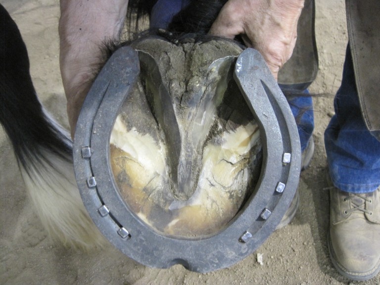 Shoeing Draft Horses Butler Professional Farrier Schools