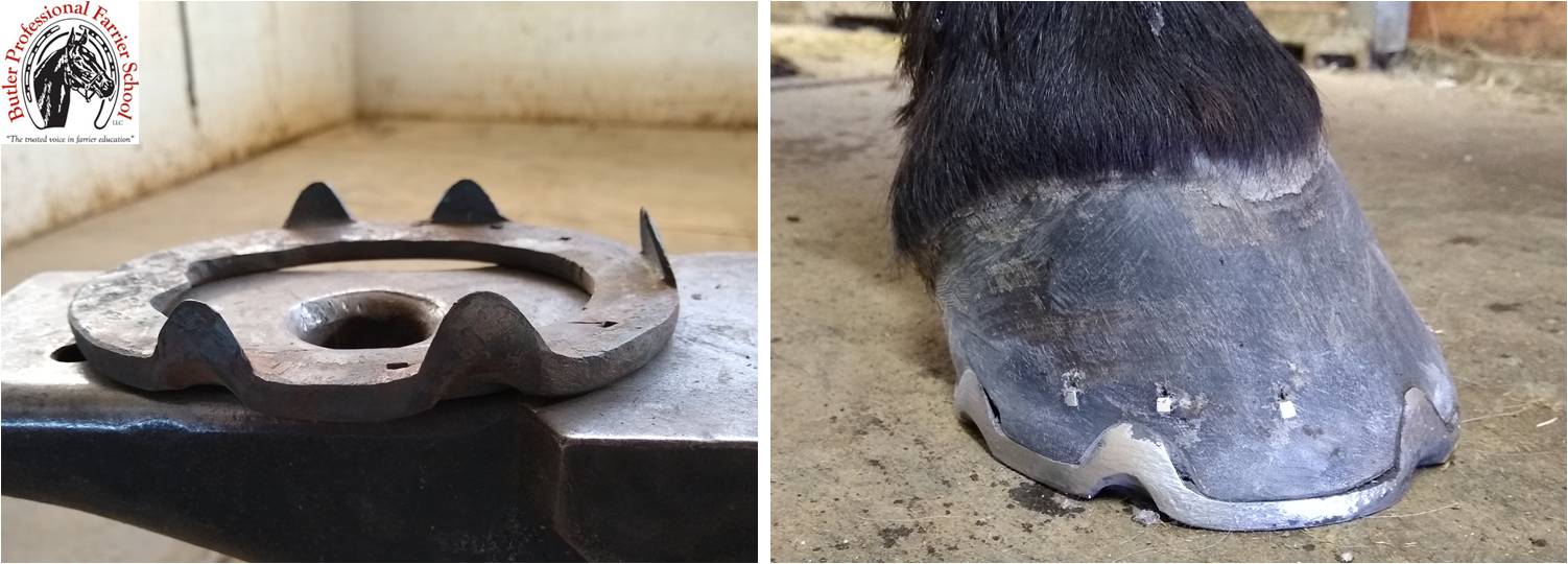 Are Horse Shoes Good for Horses 