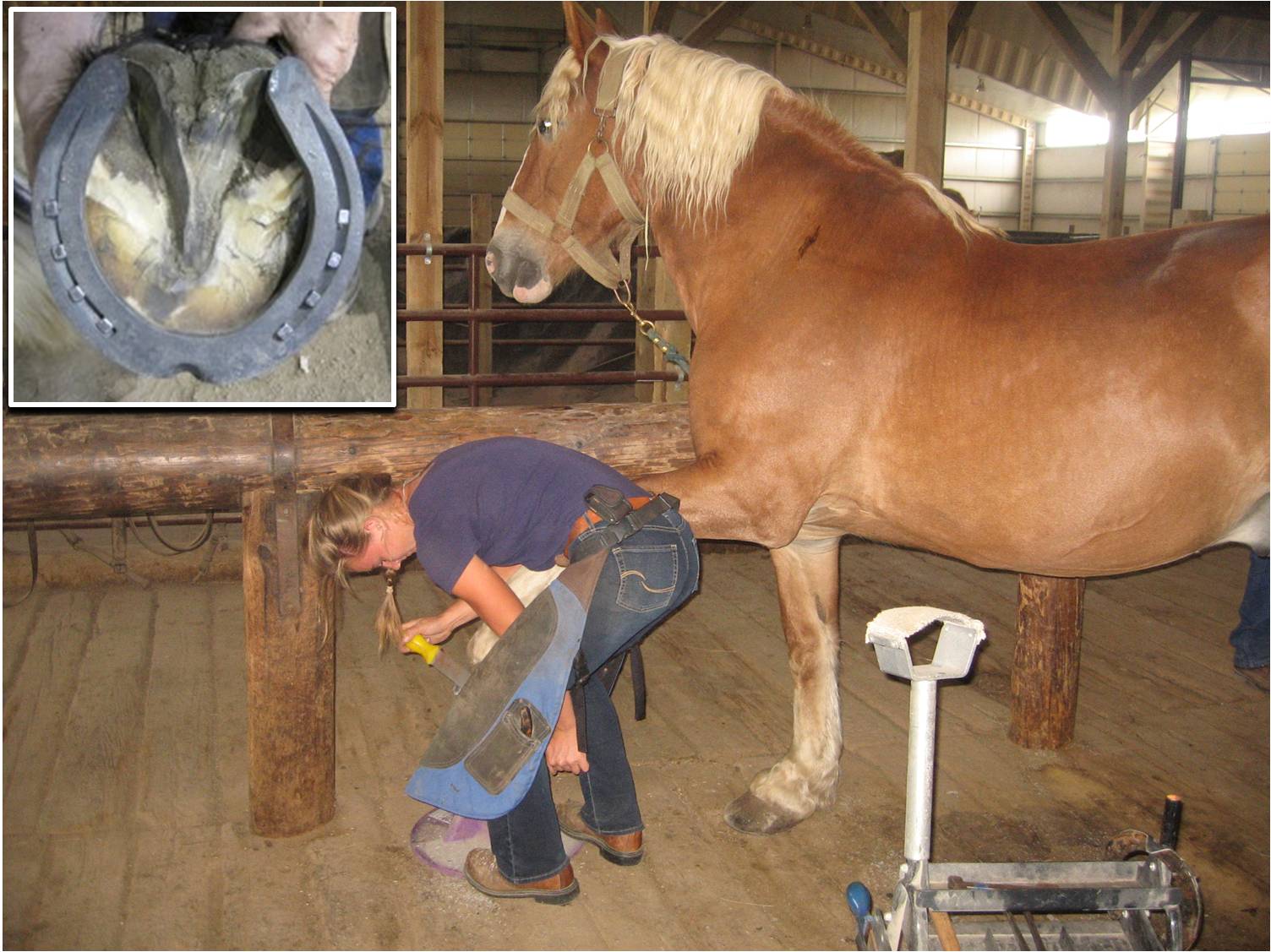 Horseshoe Clips  Butler Professional Farrier Schools