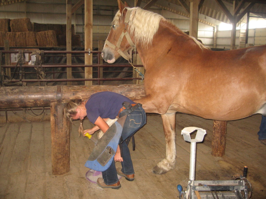 Farrier's Promote Animal Welfare Butler Professional Farrier Schools